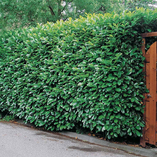 Laurierkers 'Caucasica' - Bakker