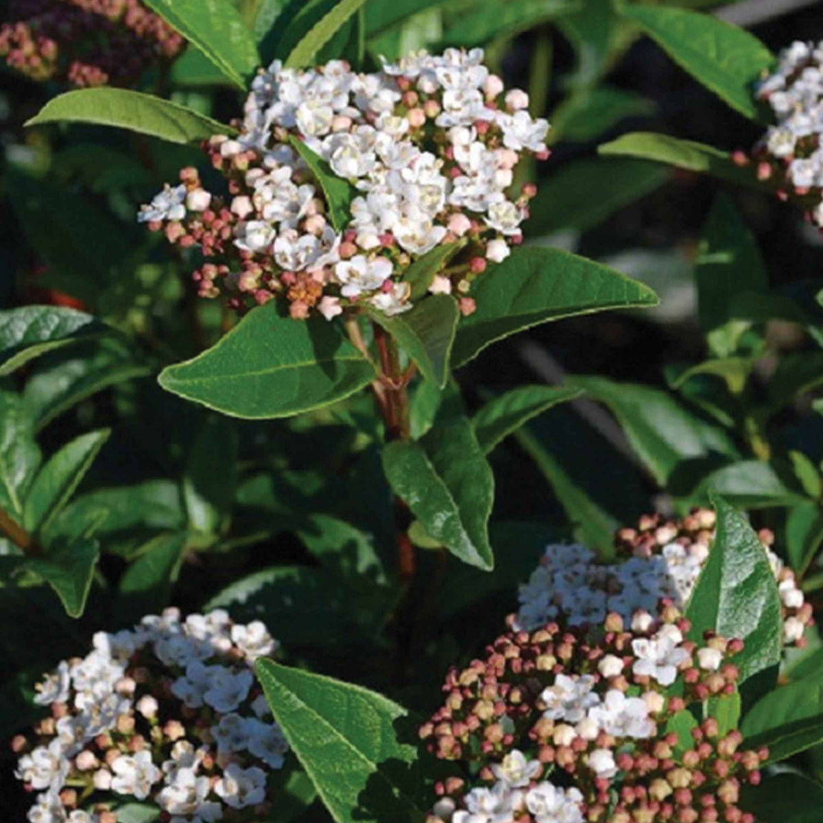 Sneeuwbal Tinus - Viburnum tinus - Bakker