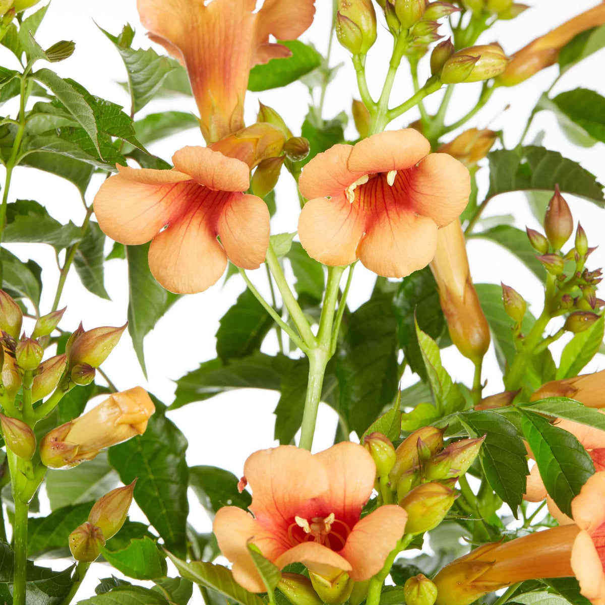 Campsis tagliabuana Indian Summer ® - Trompetbloem 'Indian Summer' - Campsis - Trompetklimmer