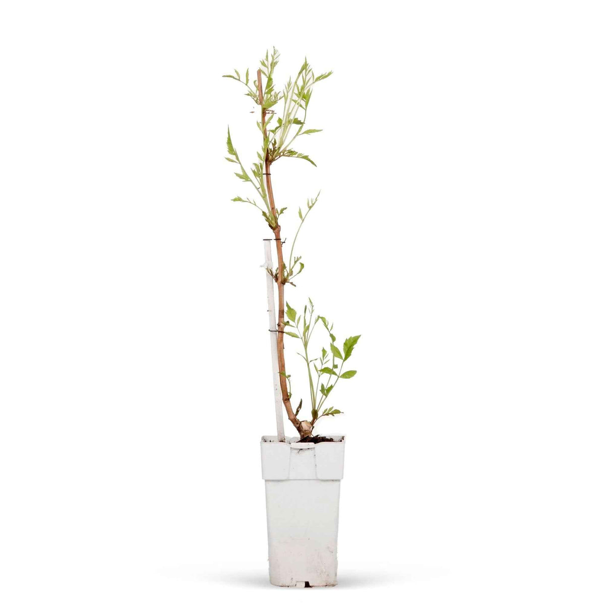 Campsis - Trompetklimmer - Trompetbloem 'Indian Summer' - Campsis tagliabuana Indian Summer ®