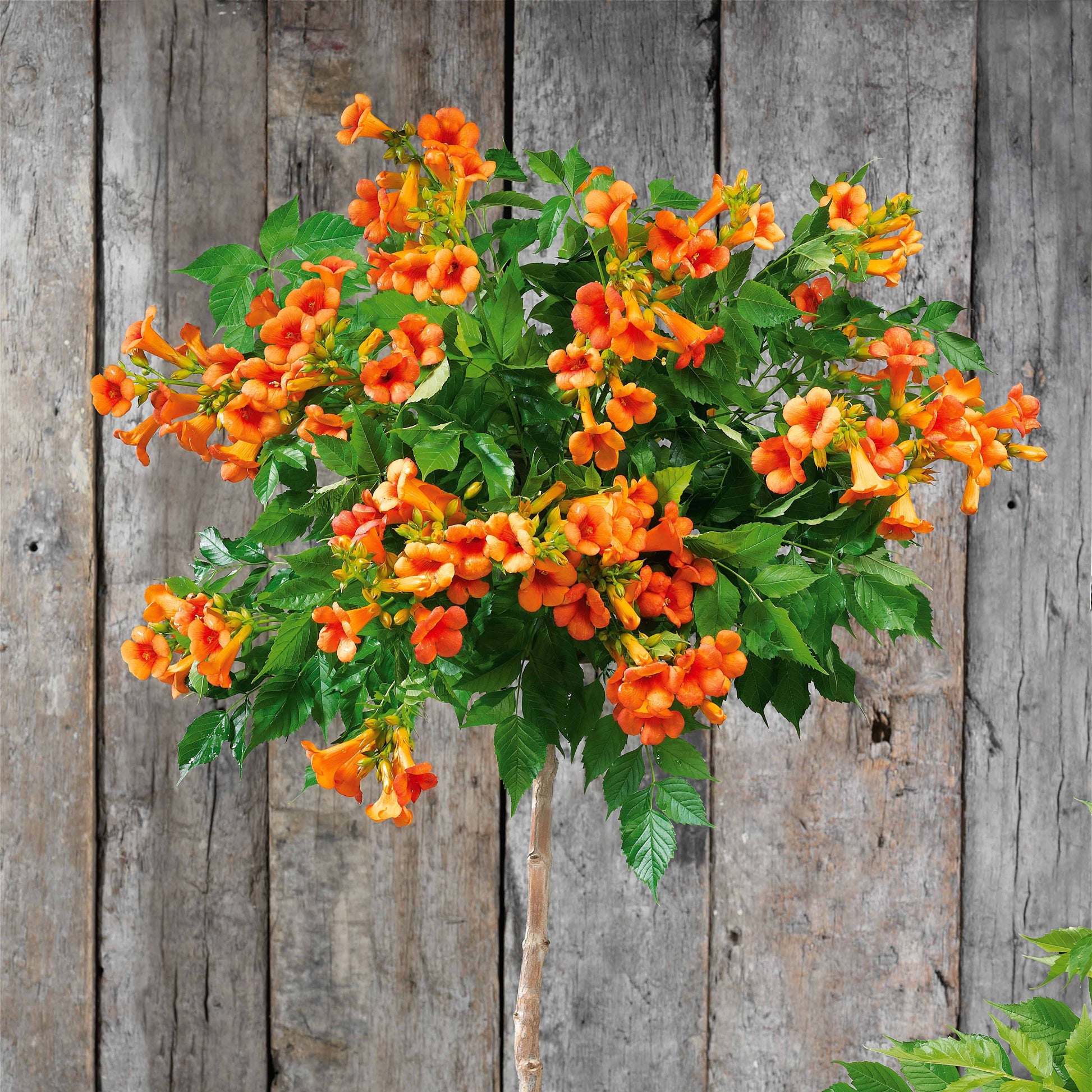 Trompetbloem 'Indian Summer' - Campsis tagliabuana Indian Summer ® - Bakker