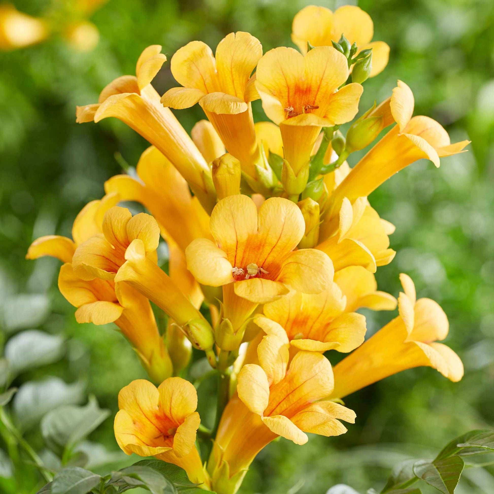 Trompetbloem 'Yellow Trumpet' - Bakker