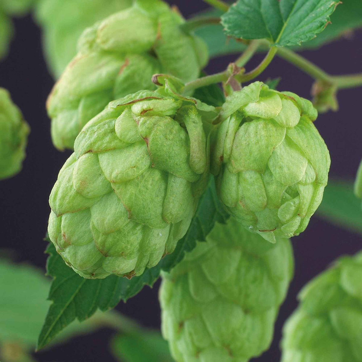 Klimplanten - Hop 'Magnum' - Humulus lupulus magnum