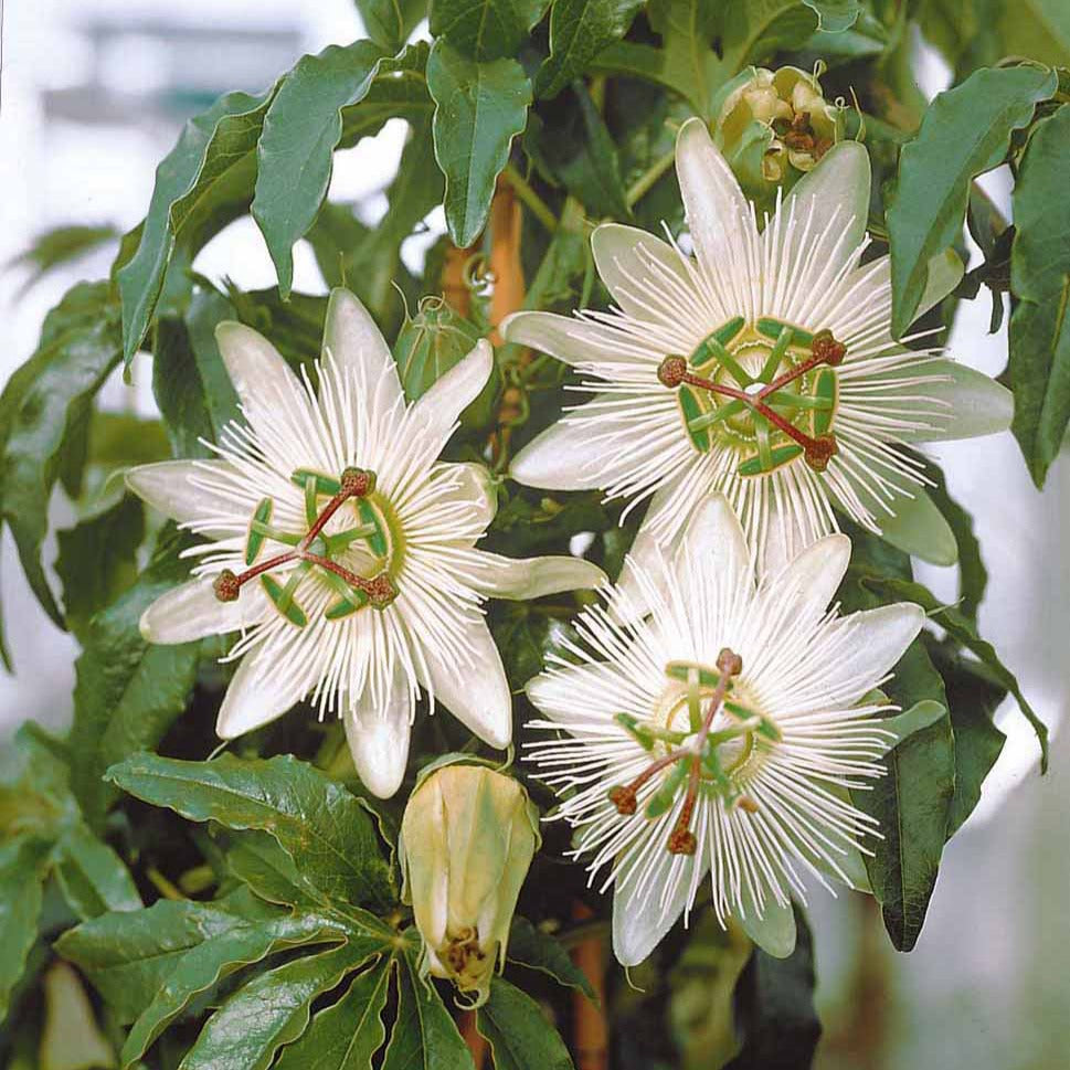 Passiflora caerulea constance elliot - Passiebloem 'Constance Elliot' - Passiebloem