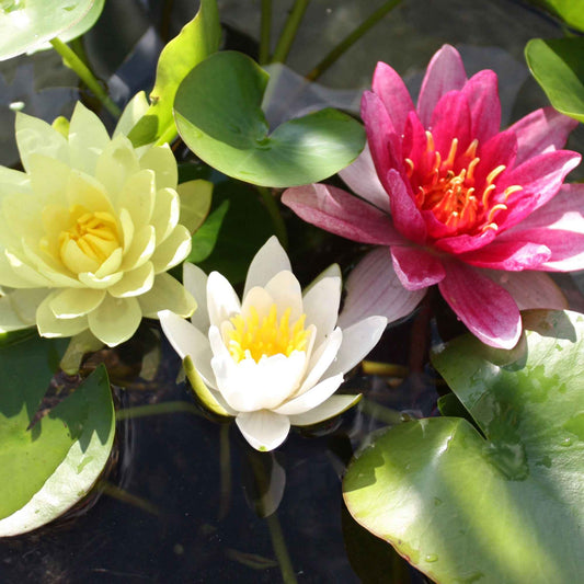 Waterlelie roze - geel - wit (x3) - Bakker