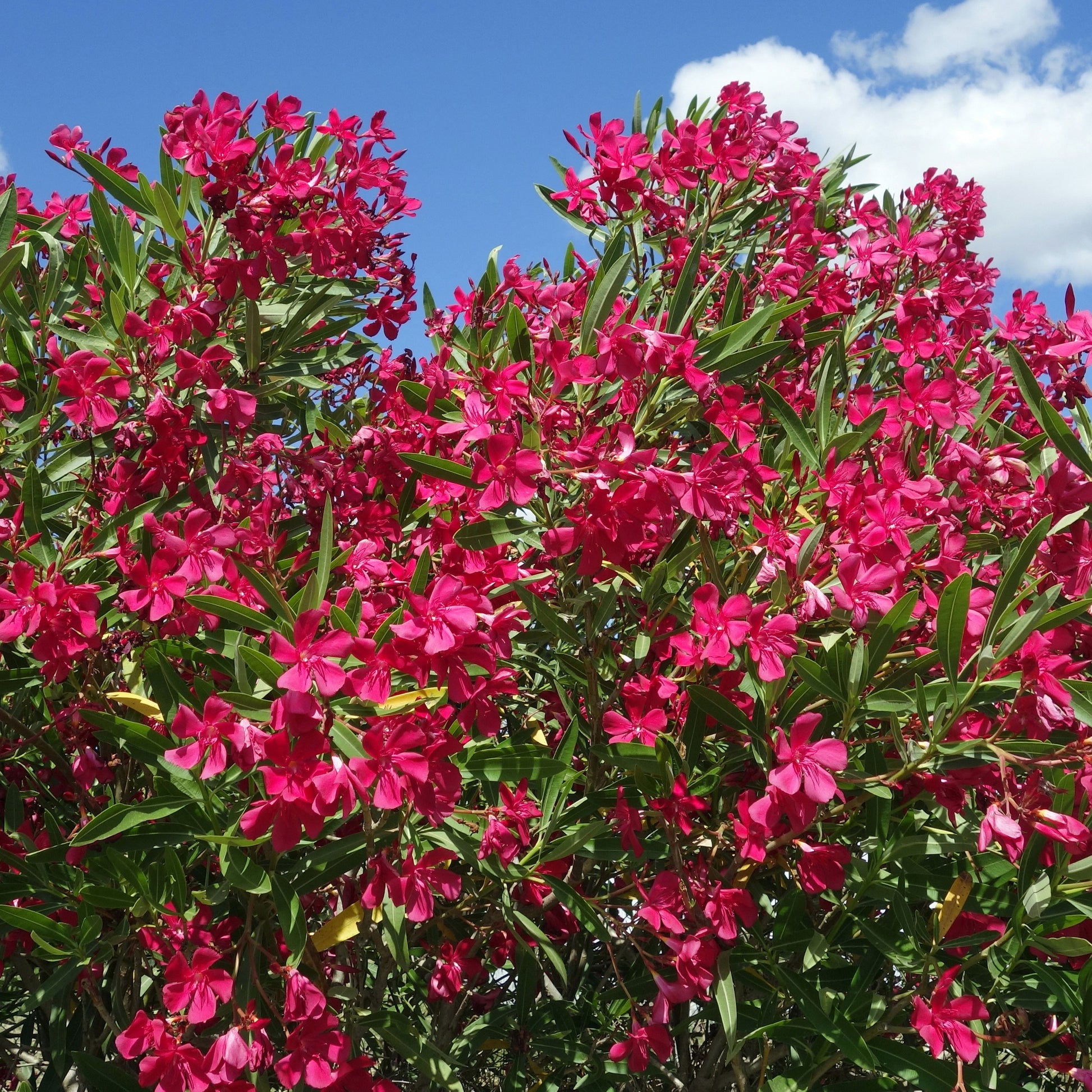 Oleander red - Nerium oleander - Bakker