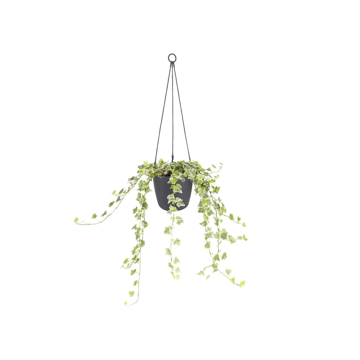 Hanging basket Elho brussels antraciet - - Bakker