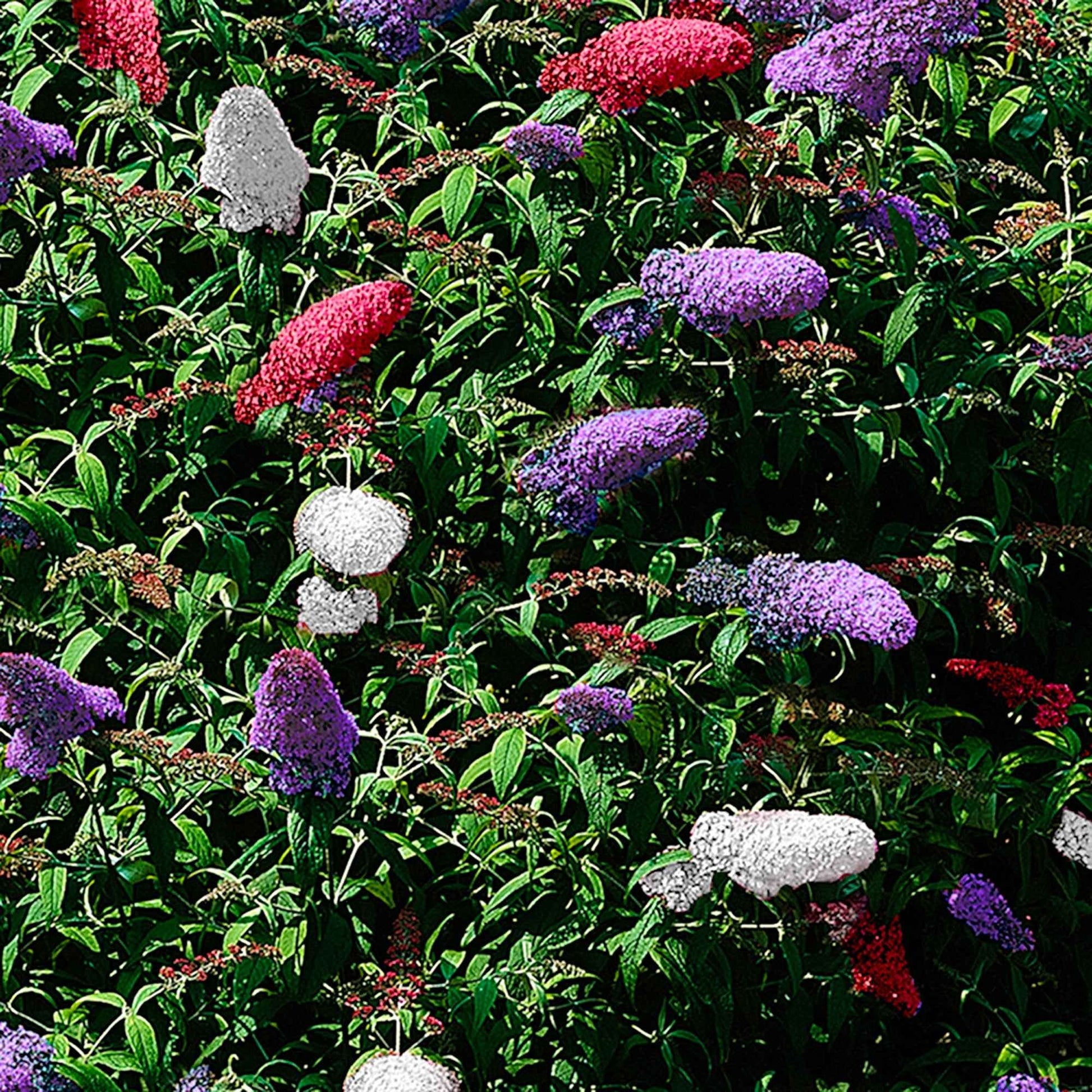 Vlinderstruik 'Tricolor' - Buddleja davidii empire blue, pinkdelight, white - Bakker