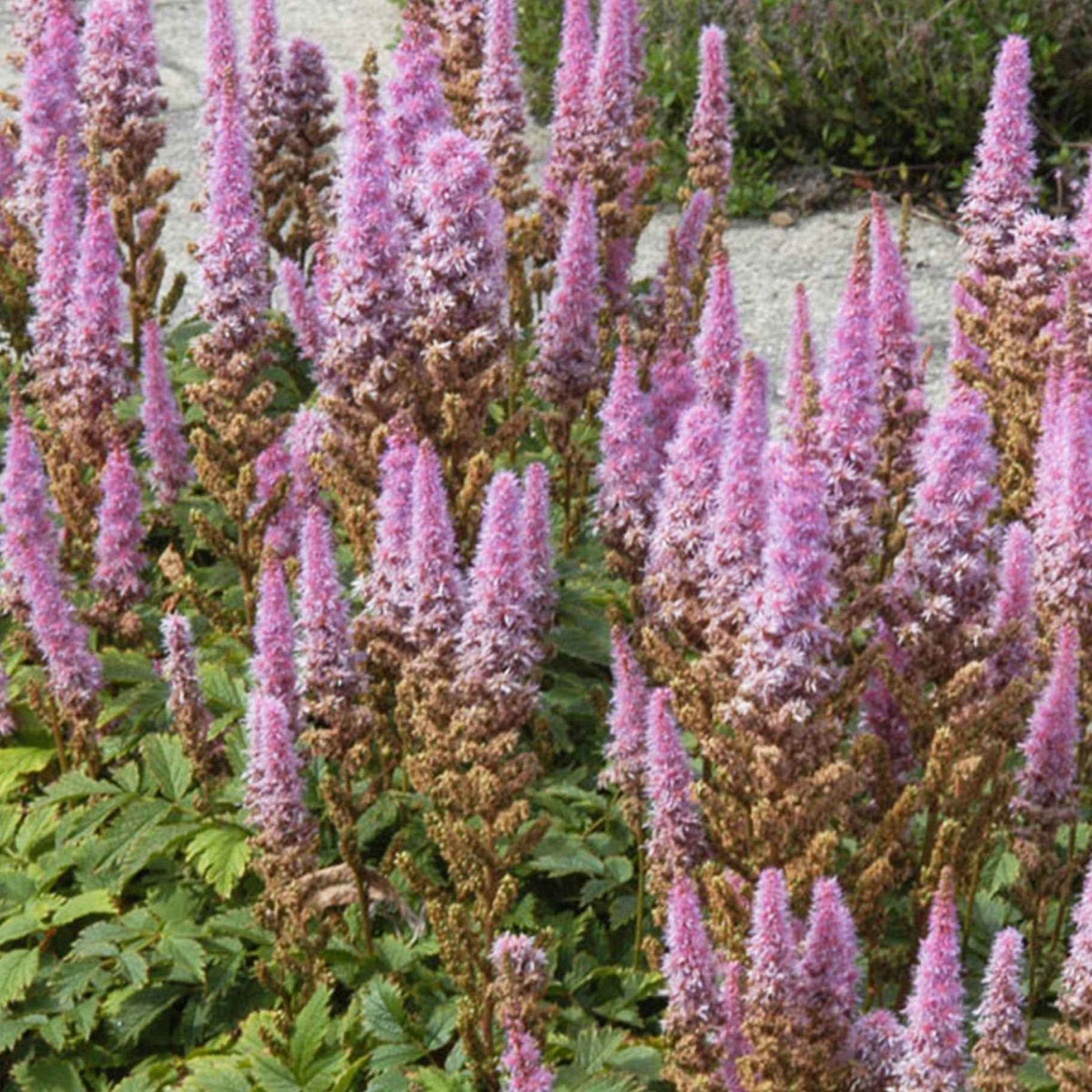 Pluimspirea 'Pumila' - Astilbe chinensis Pumila - Bakker