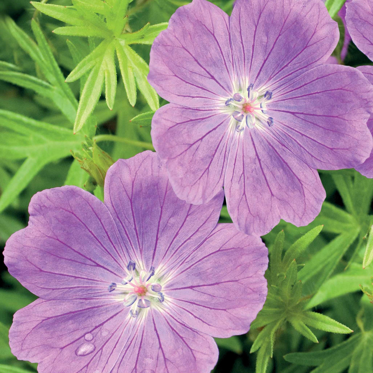 Bloedooievaarsbek - Geranium sanguineum - Bakker