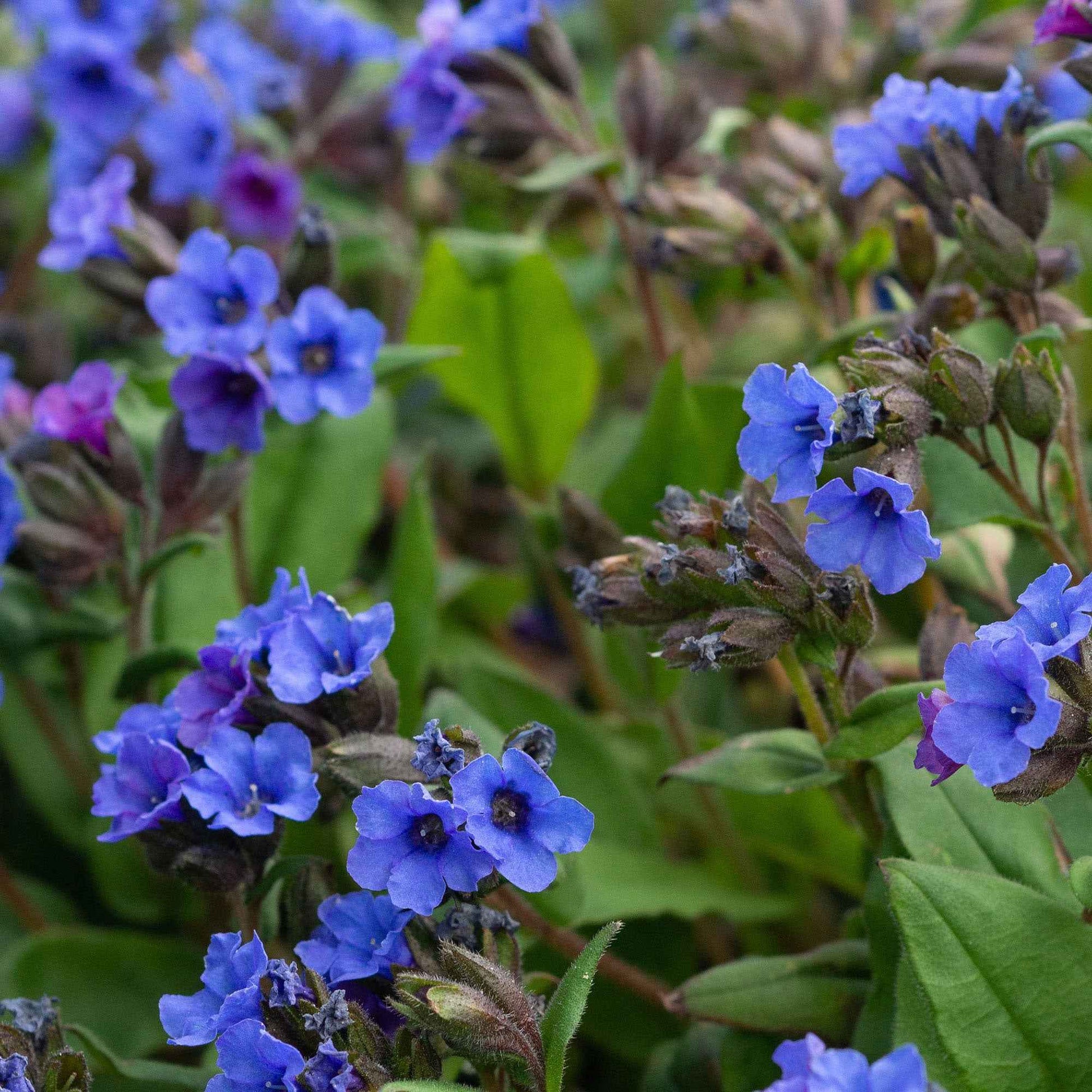 Pulmonaria Blue Ensign - Longkruid 'Blue Ensign' - Vaste planten