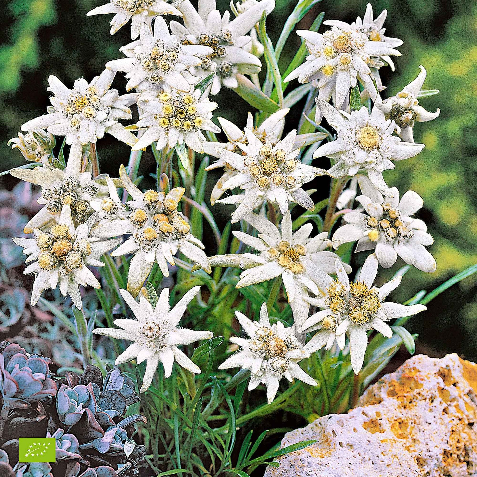 Leontopodium alpinum - Edelweiss - Vaste planten