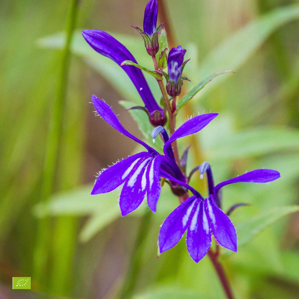Waterlobelia - Bakker