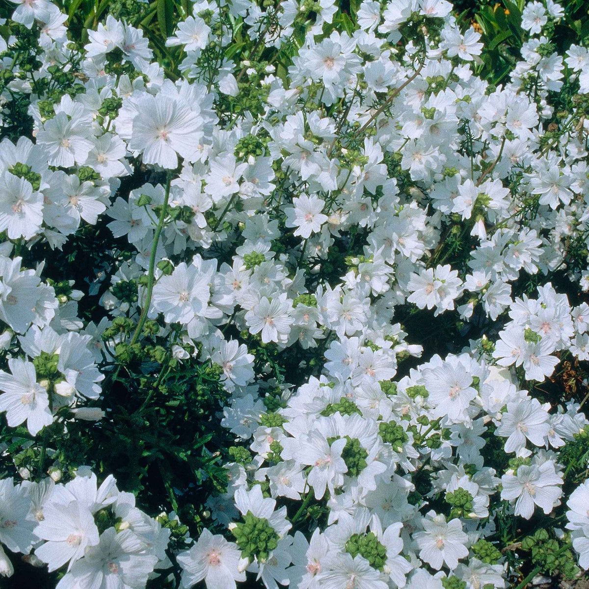 Kaasjeskruid 'Alba' - Malva moschata alba - Bakker