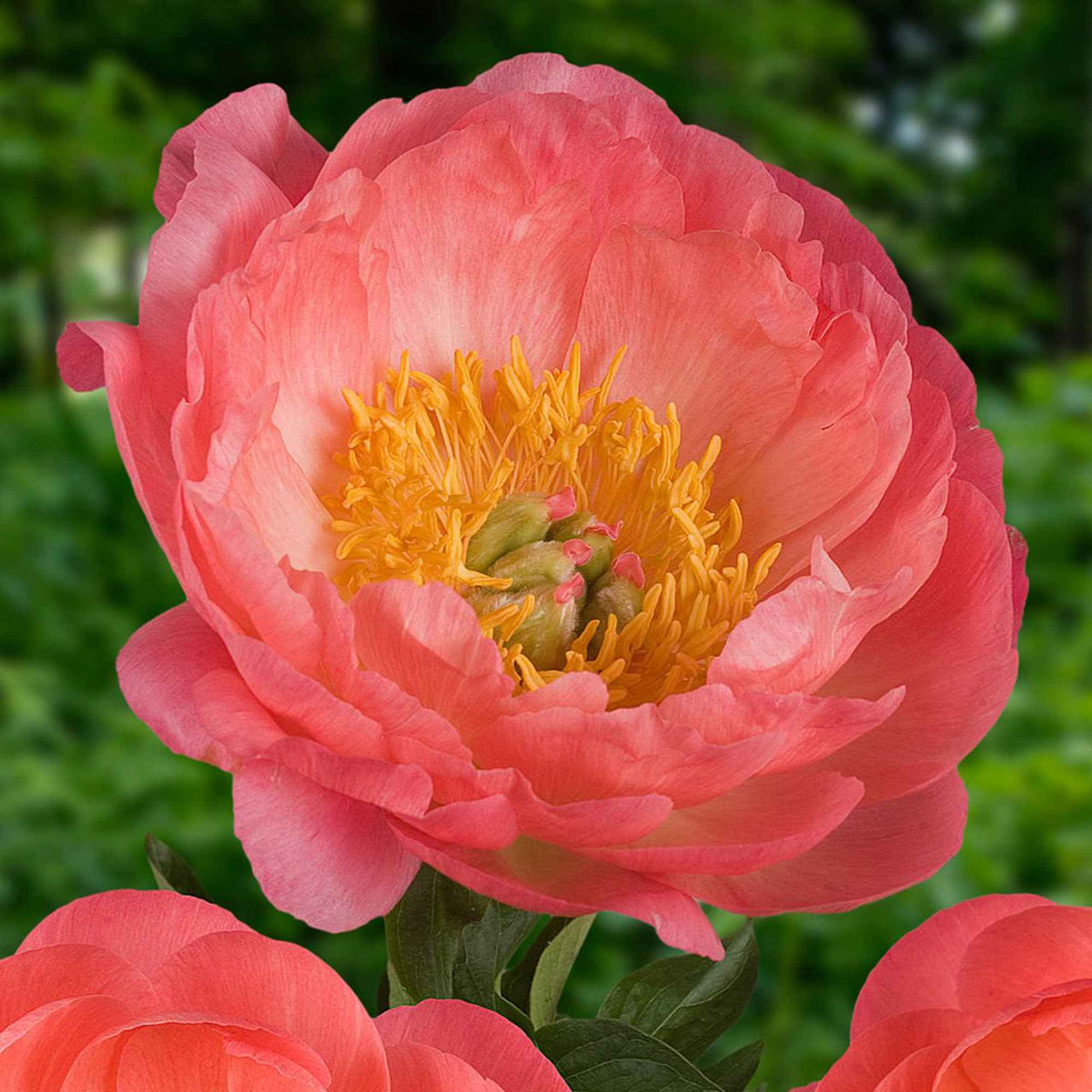 Pioenrozen - Pioenroos 'Coral Sunset' - Paeonia lactiflora Coral Sunset