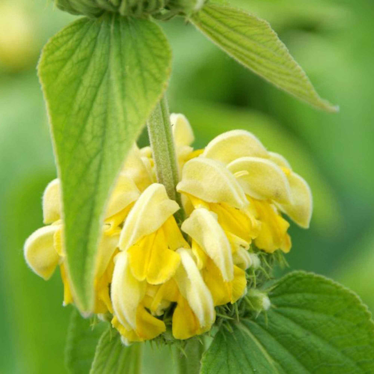 Brandkruid - Phlomis russeliana - Bakker