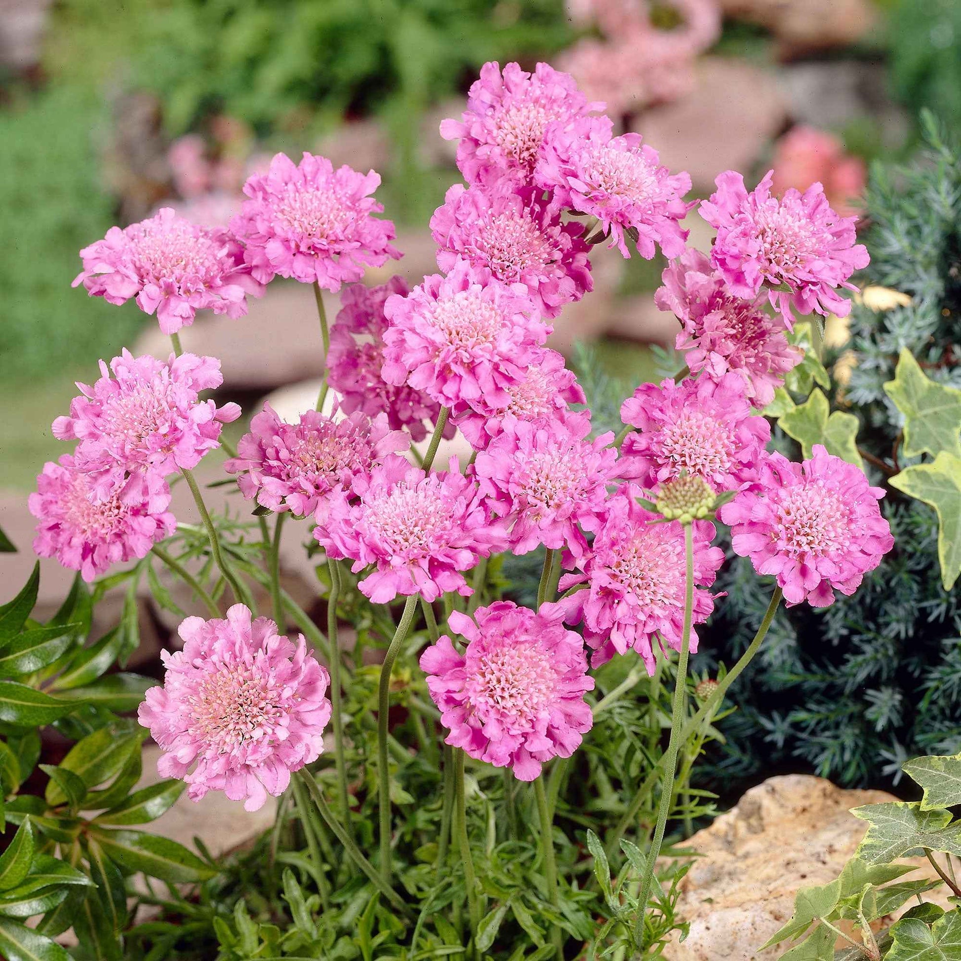 Druifkruid 'Pink Mist' - Scabiosa columbaria Pink Mist - Bakker