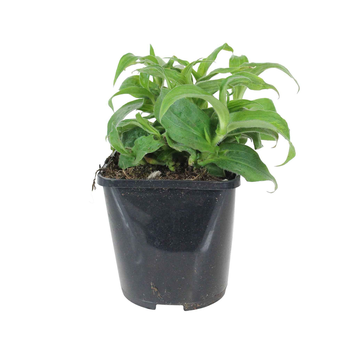 Verkoop Armeluisorchidee