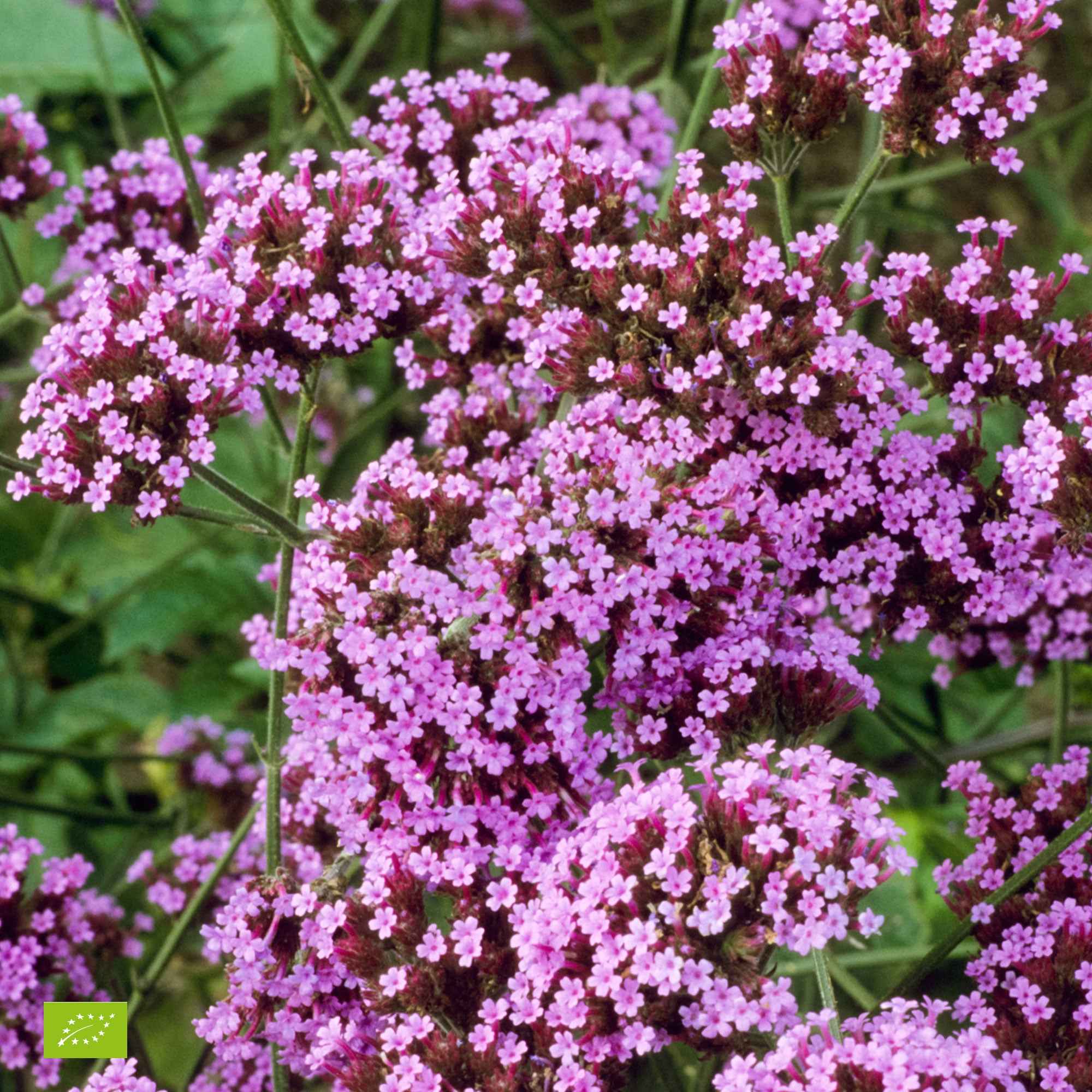 IJzerhard 'Lollipop' - Verbena bonariensis Lollipop | Bakker.com