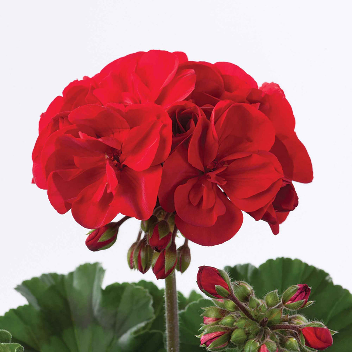 Geranium 'Toscana'® (x3) - Pelargonium zonale toscana ® - Bakker
