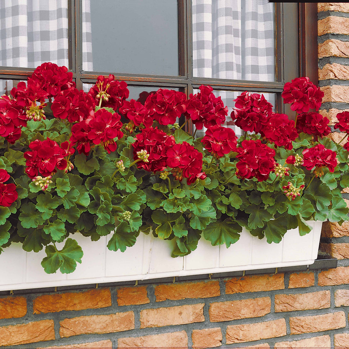 Geranium - Pelargonium - Geranium 'Toscana'® (x3) - Pelargonium zonale toscana ®