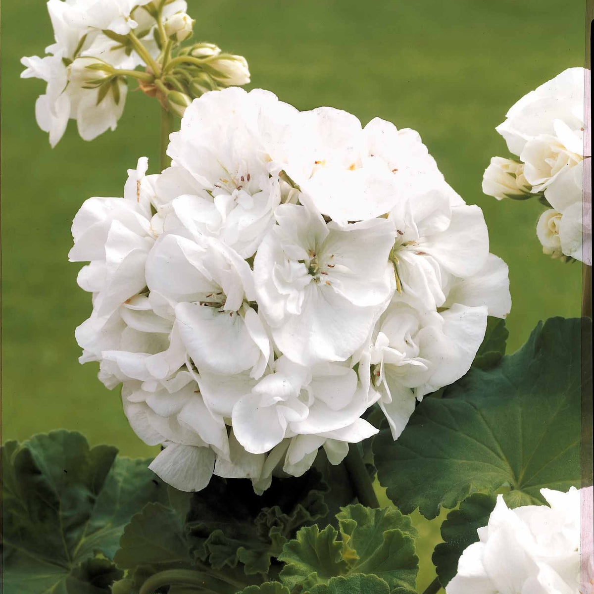 Geranium 'White' - Pelargonium zonale - Bakker