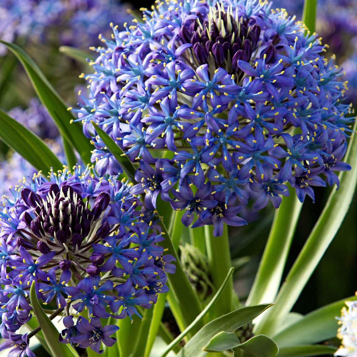 Sterhyacint (x2) - Scilla peruviana - Bakker