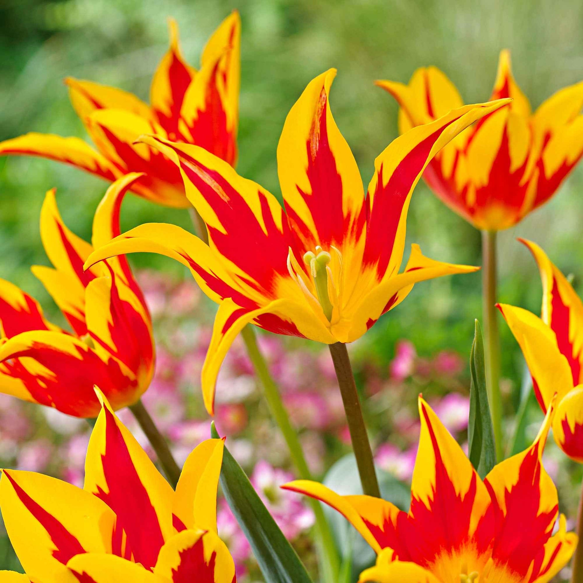 Tulp 'Fire Wings' (x10) - Bakker