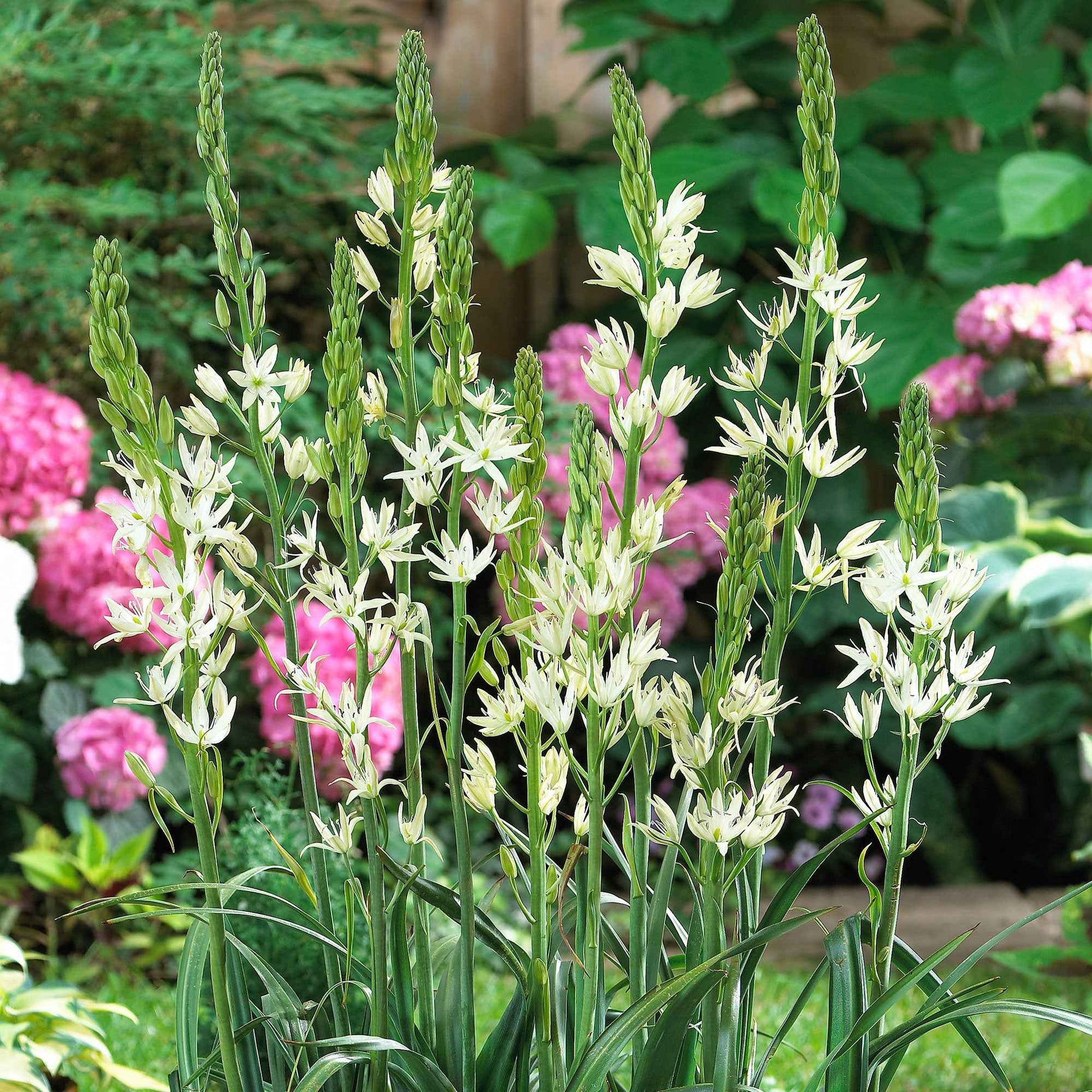 Witte prairielelie (x3) - Camassia Alba - Bakker