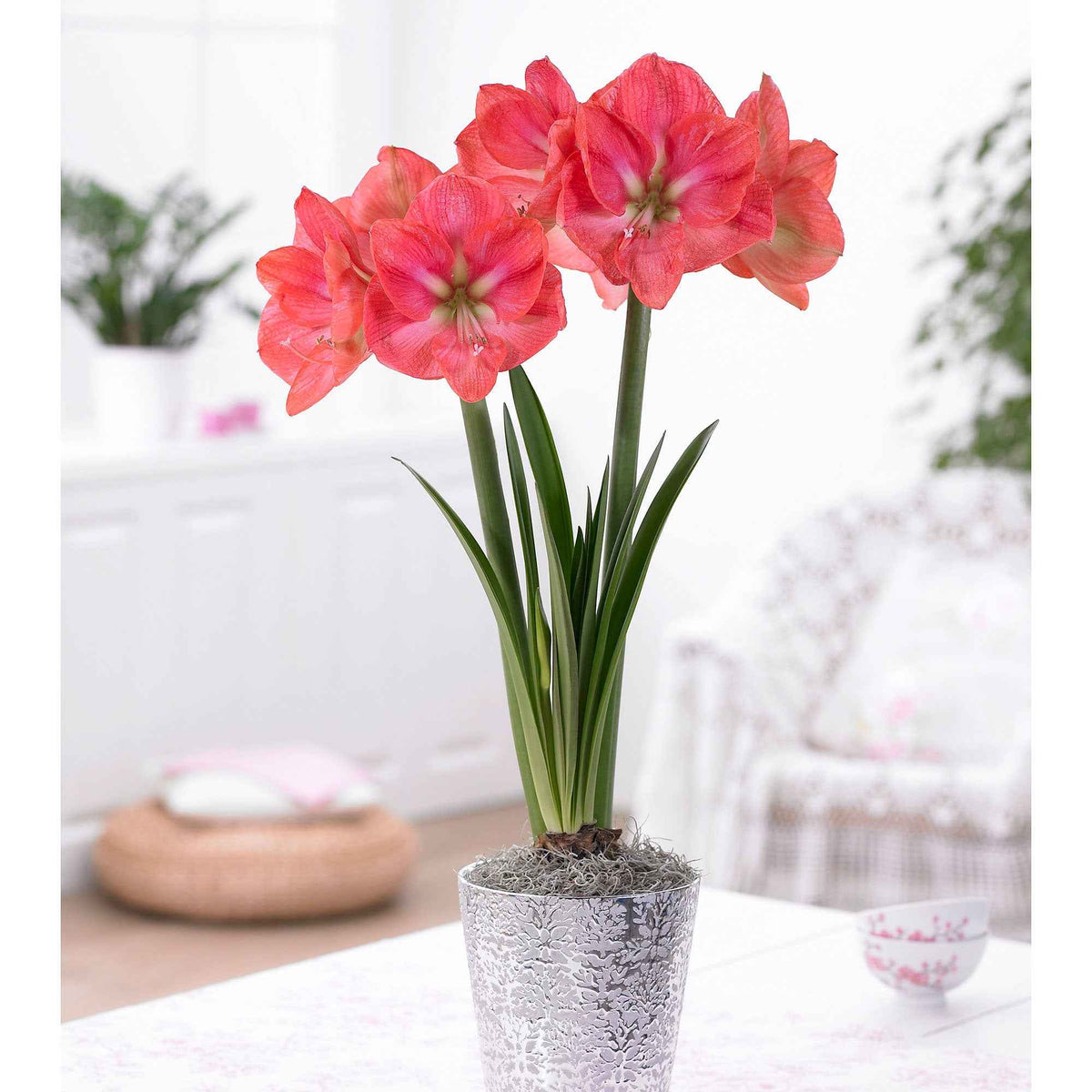 Amaryllis barbados , exposure - Extra grote amaryllis Mix - Amaryllis