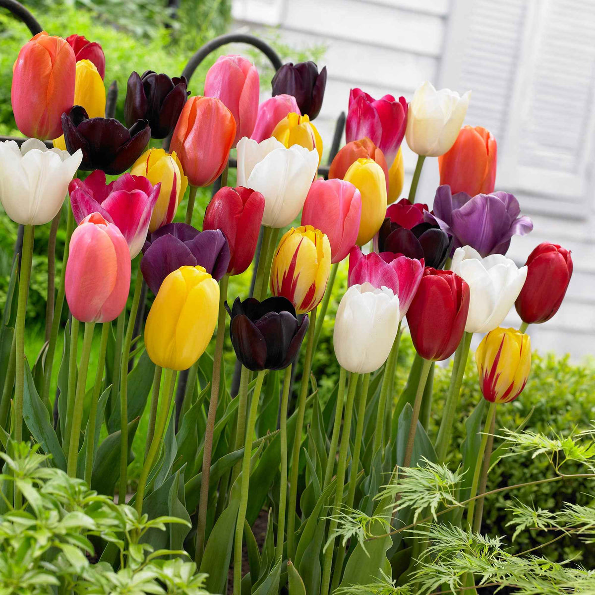 Tulpen - Mix '60 dagen bloemen' (x30) - Tulipa - Bakker