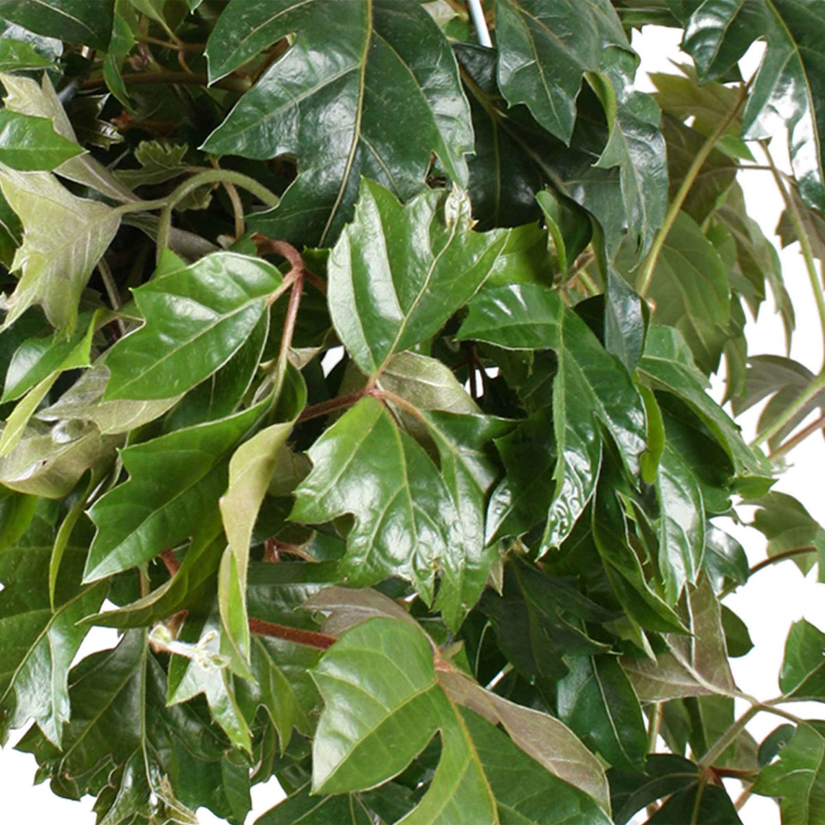 Cissus ellen danica - Koningswingerd 'Ellen Danica' - Groene kamerplanten voor interieur