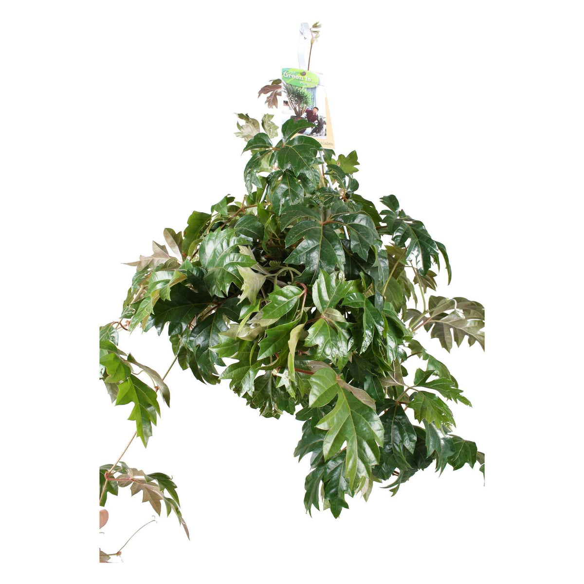 Groene kamerplanten voor interieur - Koningswingerd 'Ellen Danica' - Cissus ellen danica