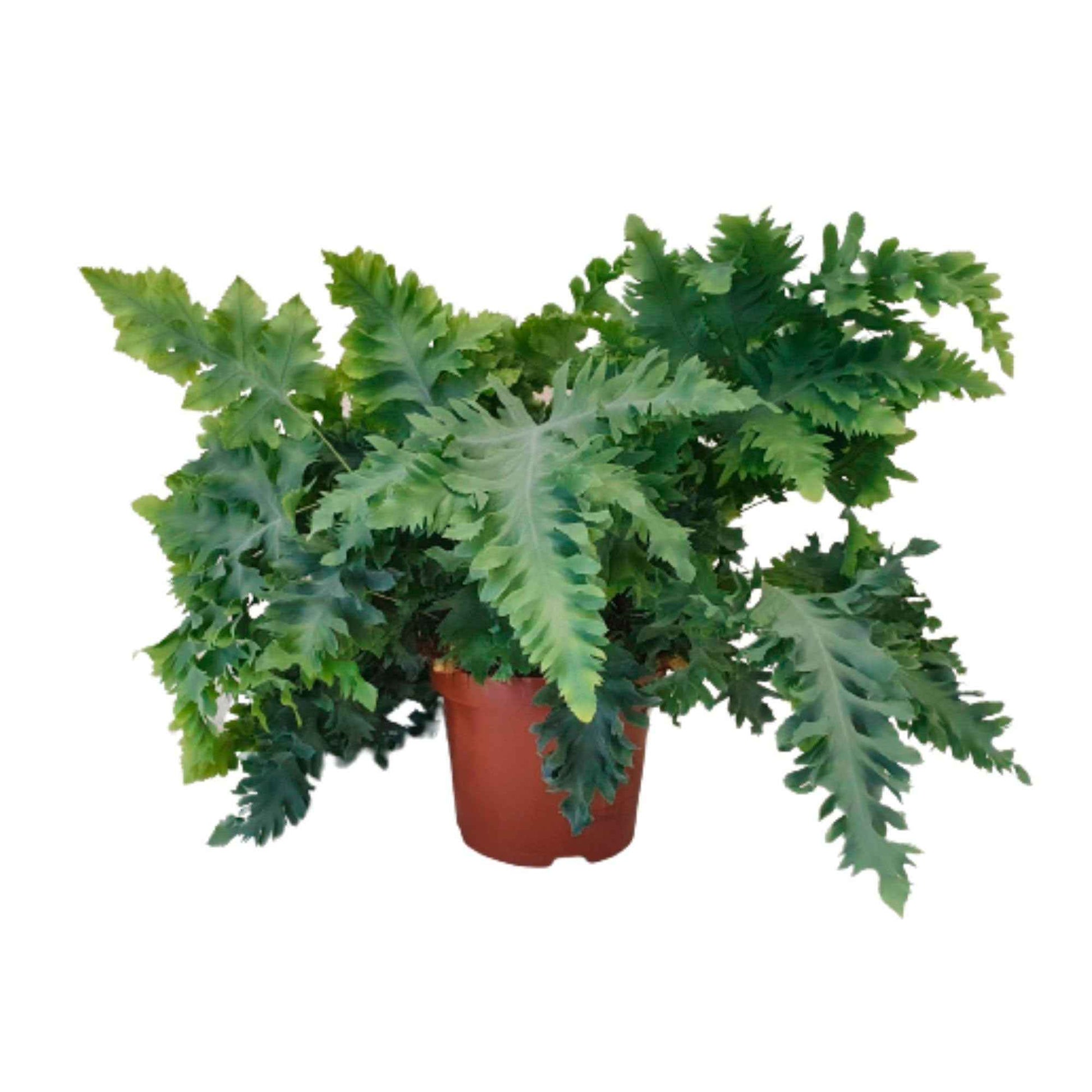 Phlebodium aureum 'Davana' - Blauwvaren Phlebodium 'Davana' - Groene kamerplanten voor interieur