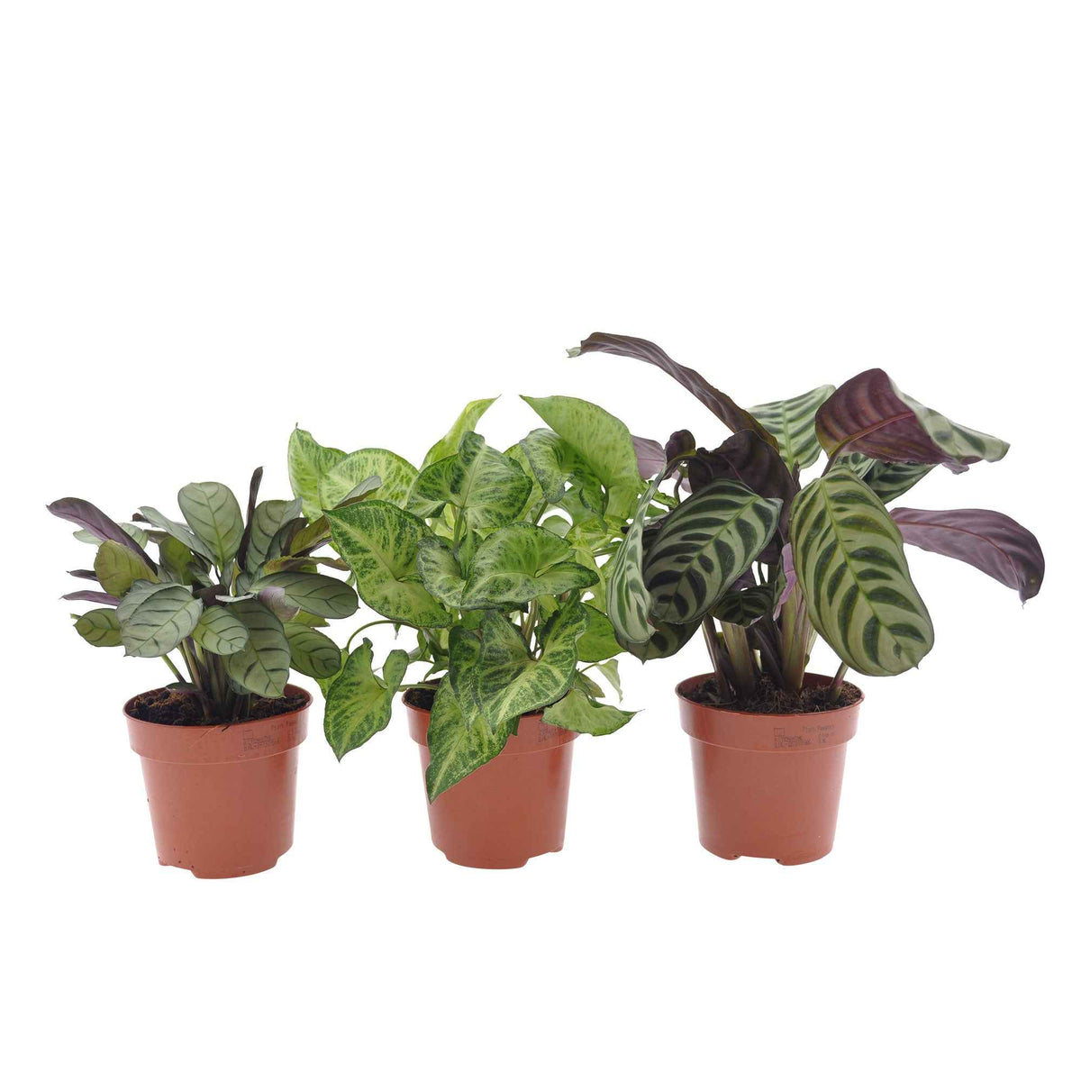 Kamerplanten met mooie bladtekening Mix (x3) - Ctenanthe burle marxii, ctenanthe amagris, syngonium pixie® - Bakker