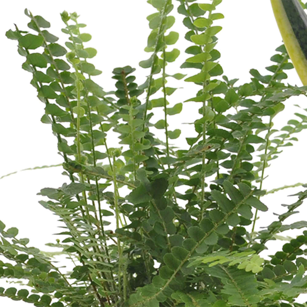 Slaapkamerplanten - Slaapkamerplanten Mix (x3) - Clusia rosea princess, nephrolepis duffi, sansevieria