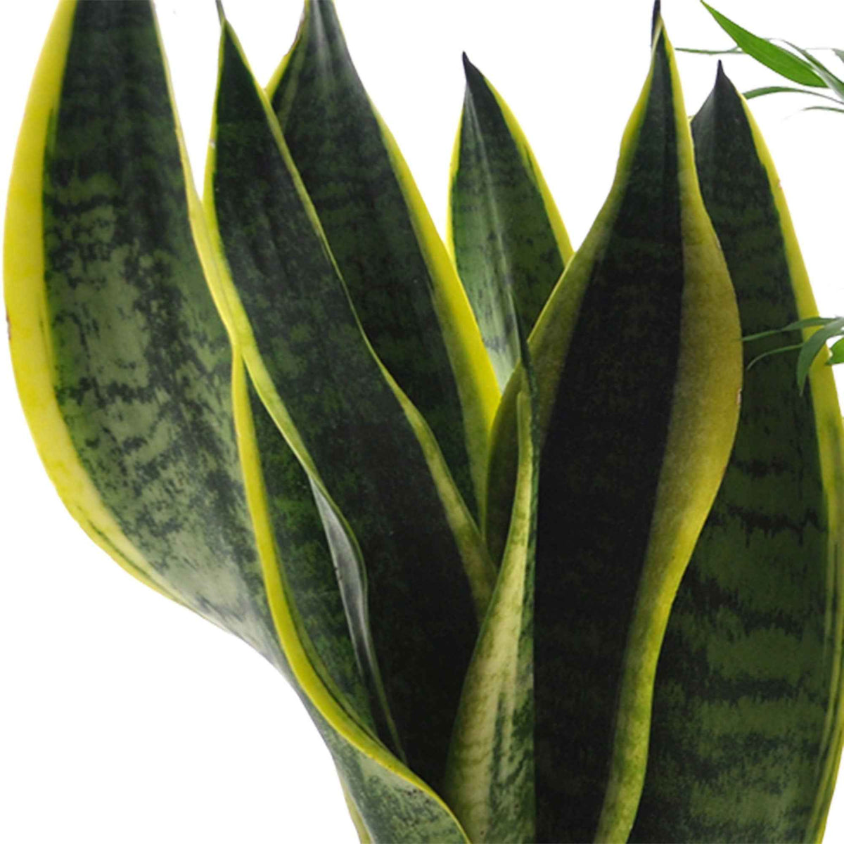 clusia, chamaedorea, ctenanthe burle marxii, sansevieria - Makkelijke kamerplanten Mix (x4) - Kamerplantensets