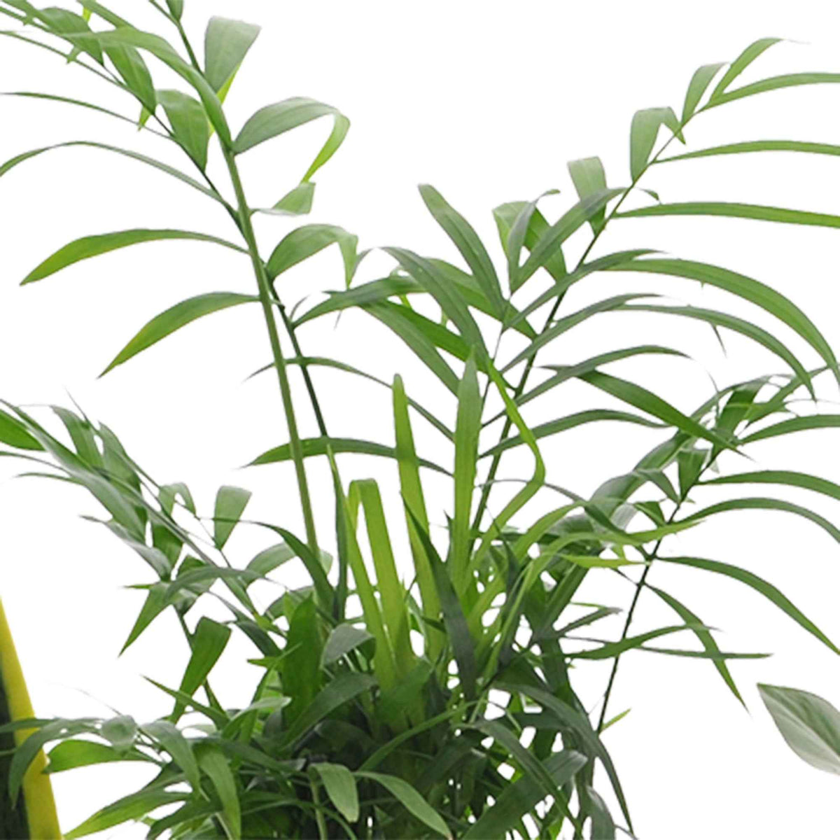 Kamerplantensets - Makkelijke kamerplanten Mix (x4) - clusia, chamaedorea, ctenanthe burle marxii, sansevieria