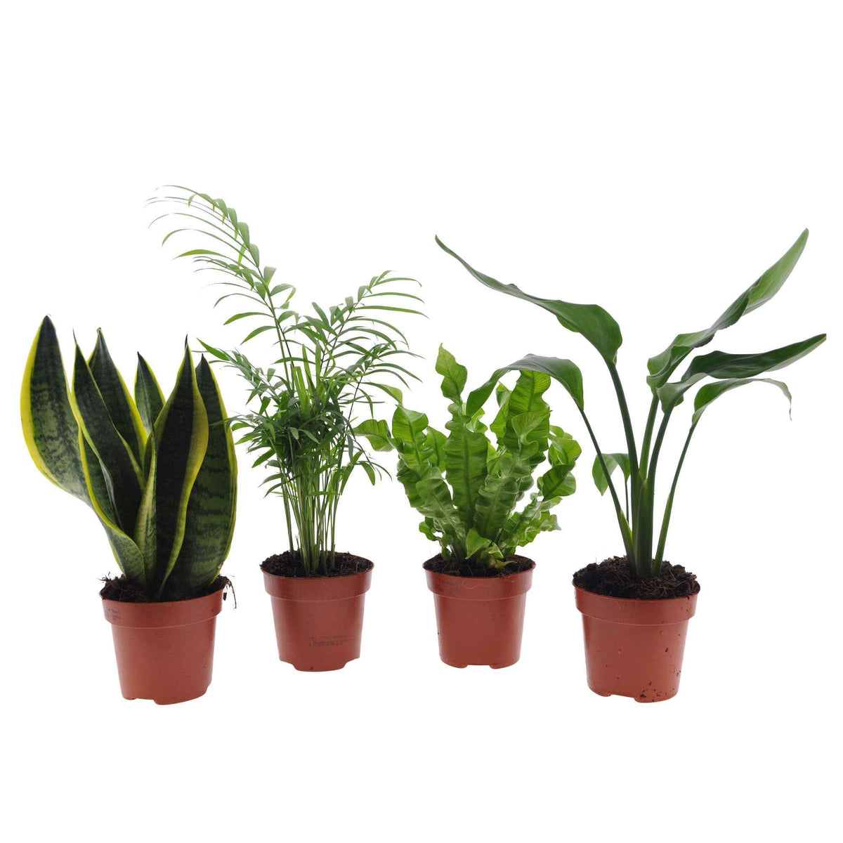 Makkelijke kamerplanten Mix - groen (x4) - strelitzia, chamaedorea, asplenium crispy wave, sansevieria - Bakker