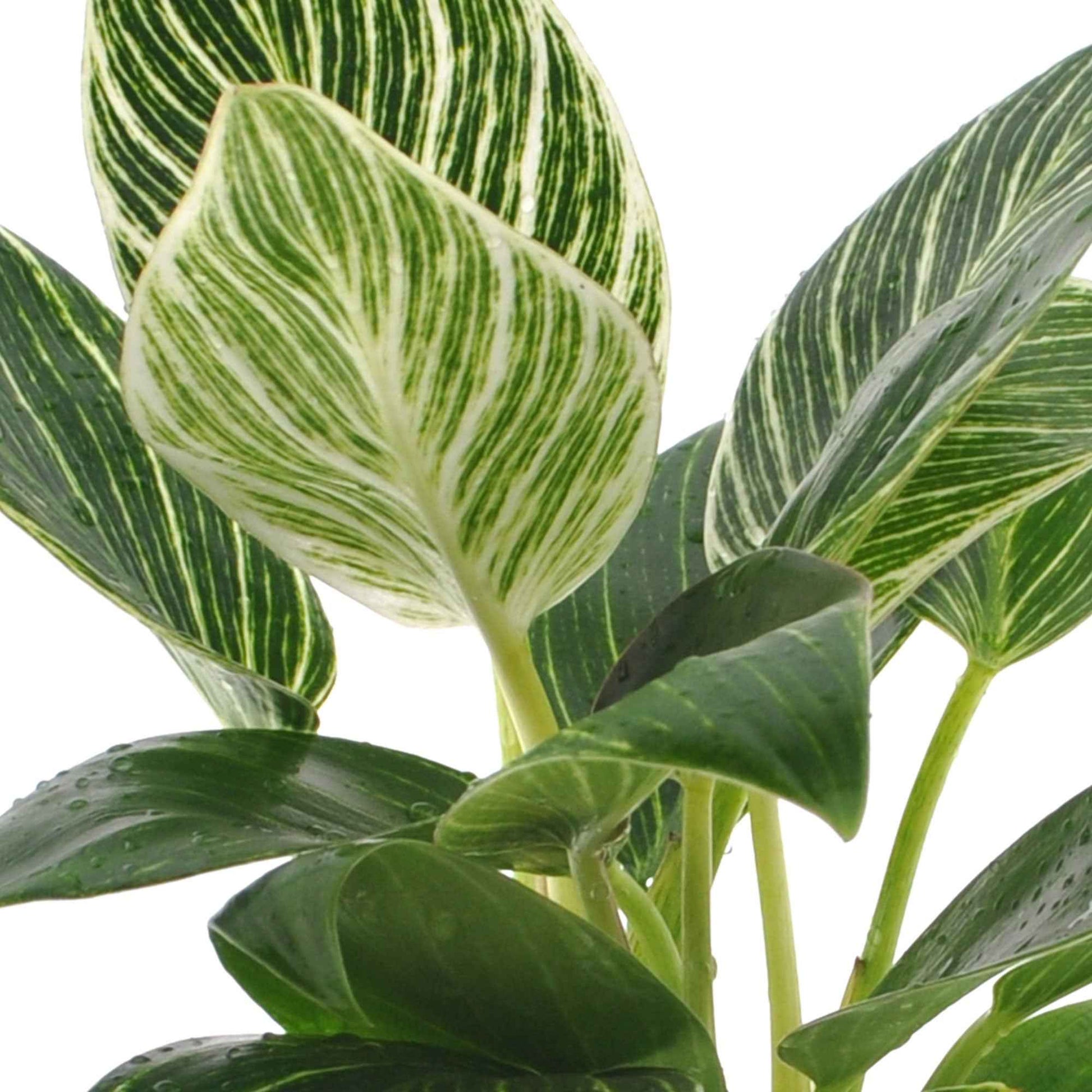Verkoop Philodendron Monstera White Wave - Philodendron white wave