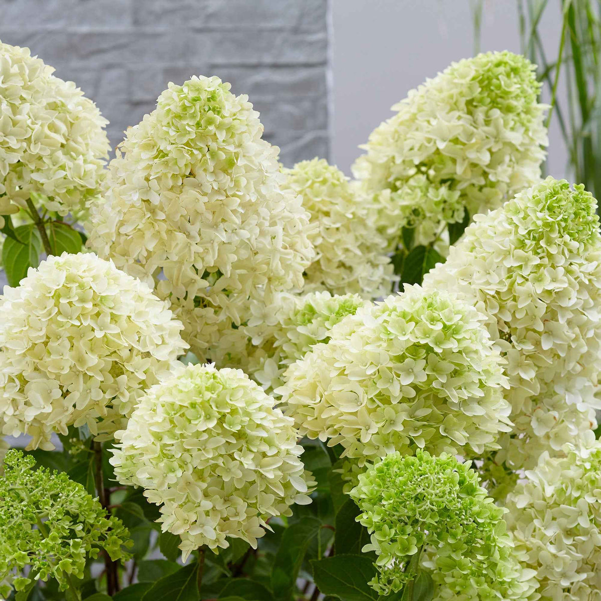 Pluimhortensia - Pluimhortensia 'Skyfall' - Hydrangea paniculata skyfall