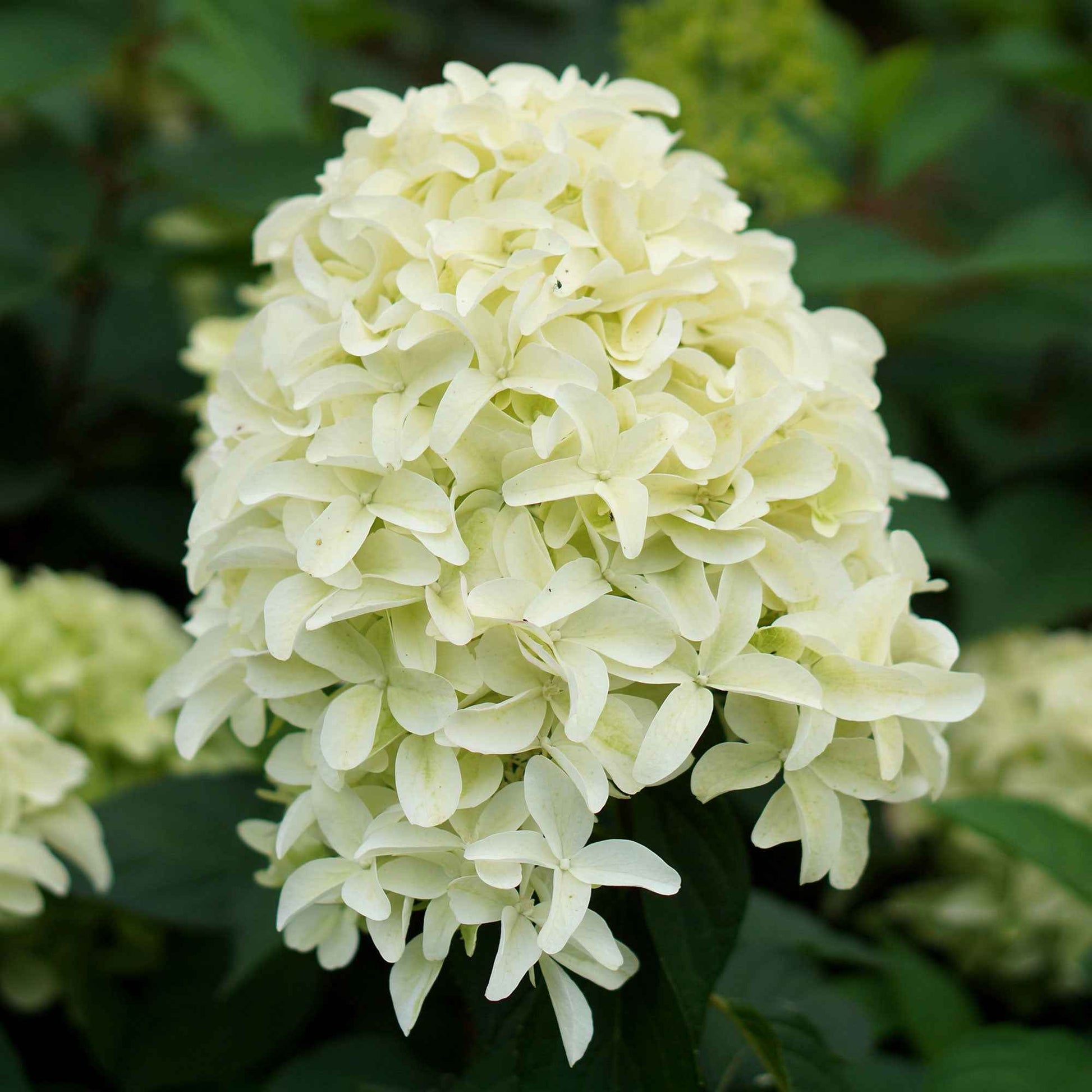 Pluimhortensia 'Skyfall' - Hydrangea paniculata skyfall - Bakker