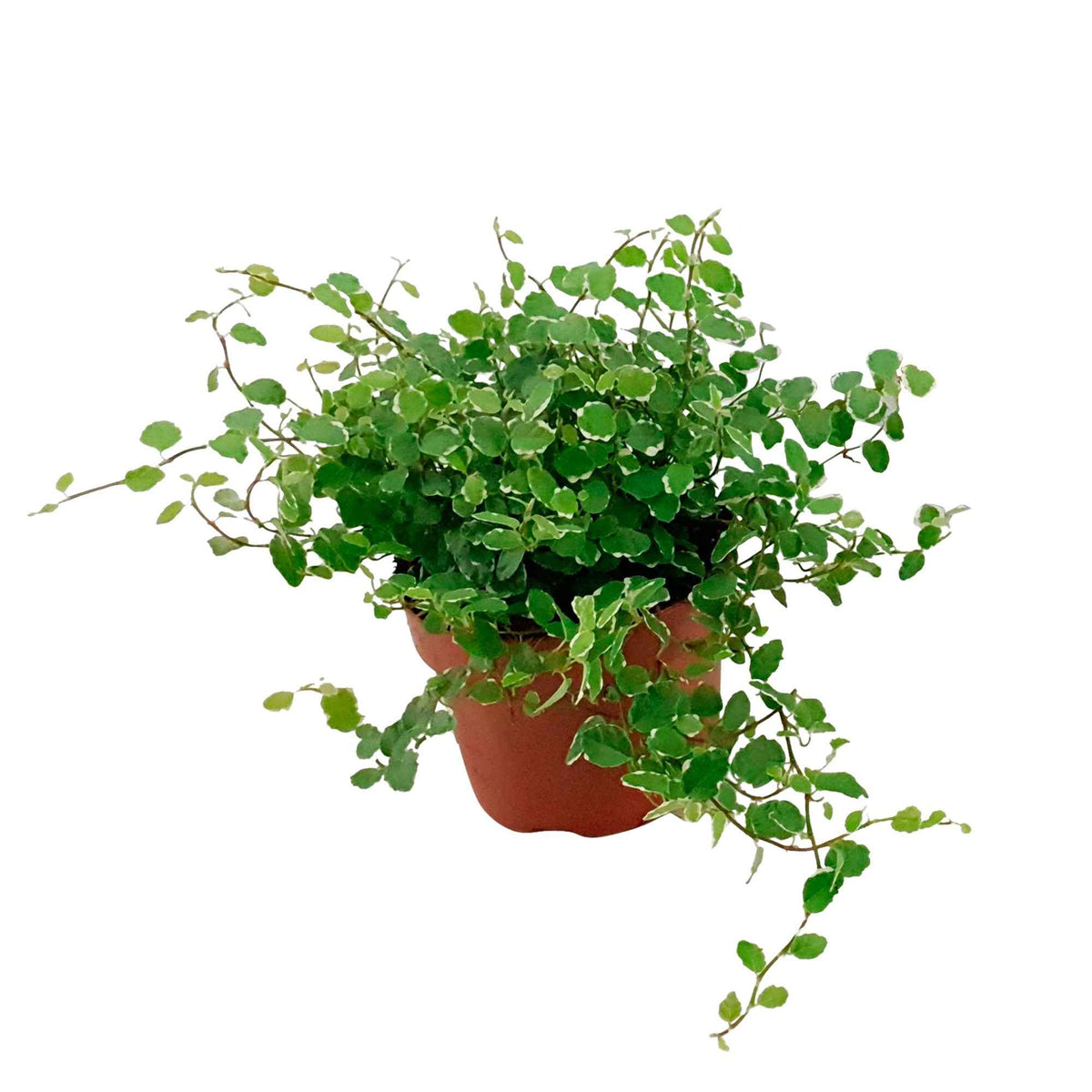 Groene kamerplanten voor interieur - Klimvijg 'White Sunny' - Ficus pumila white sunny