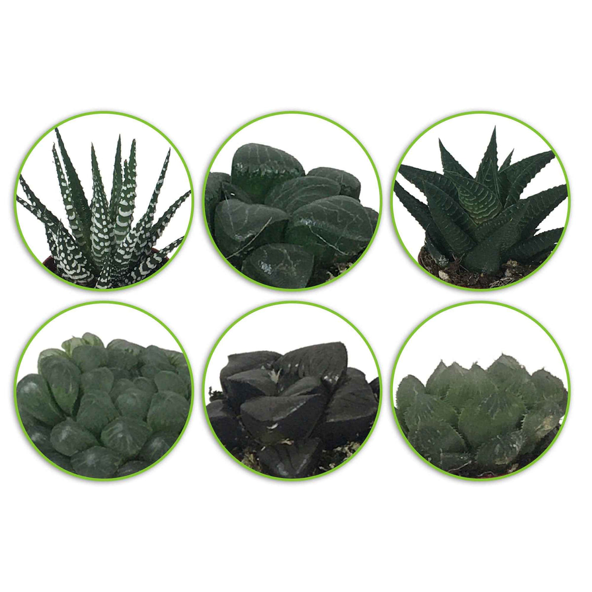 Haworthia Mix - Hawortia minima - Bakker