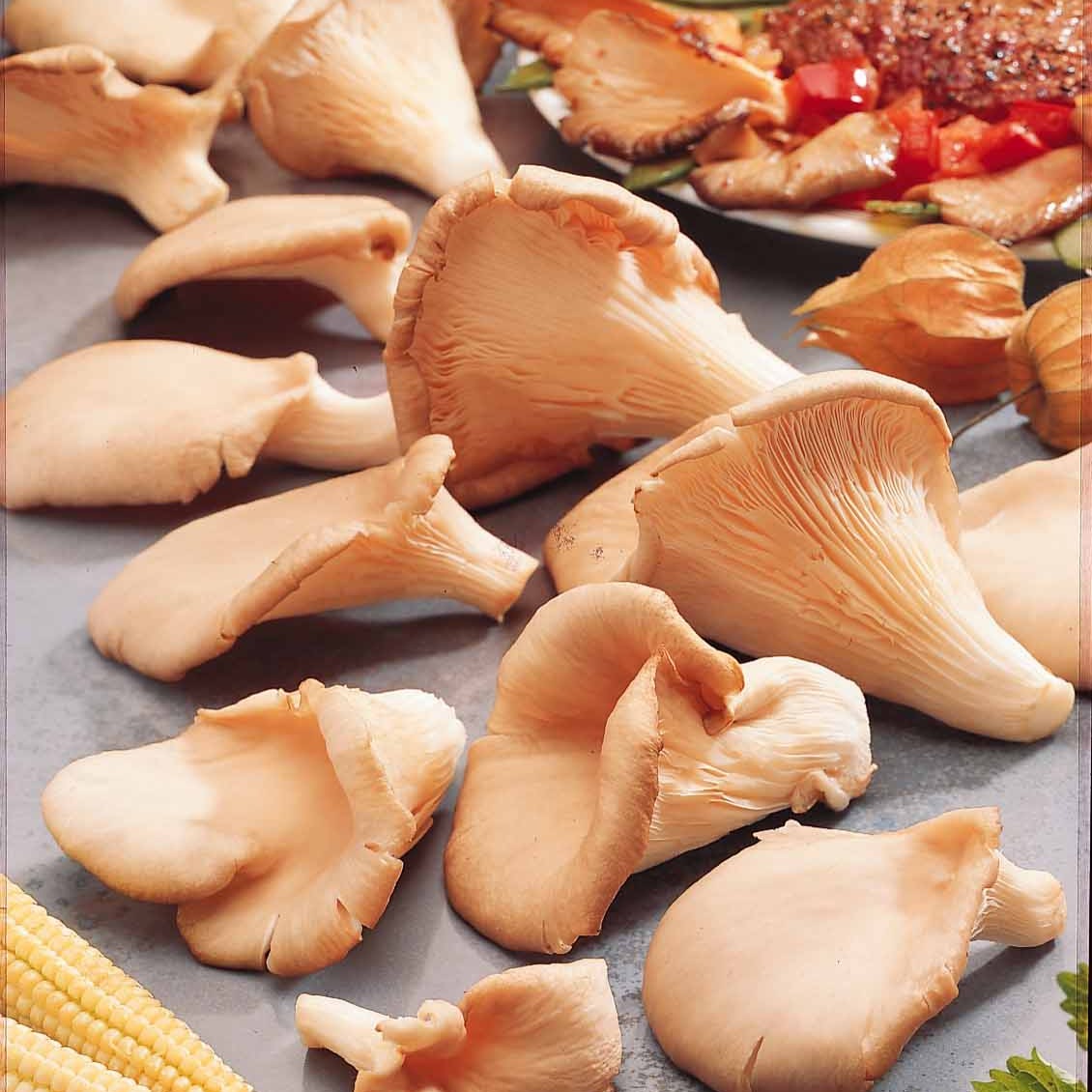 Pleurotus ostreatus - Kweekset grijze oesterzwam - Paddestoelenkit