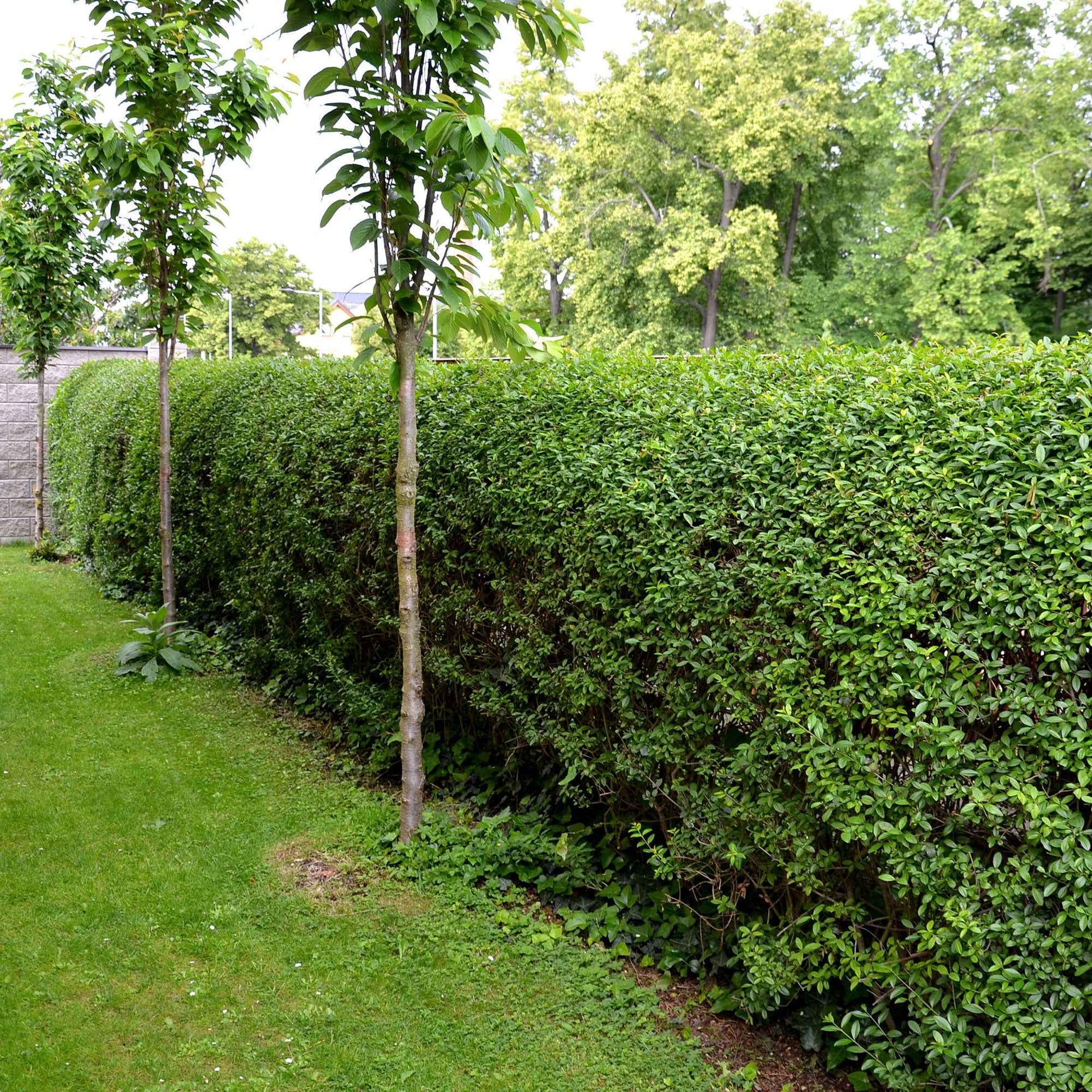 Haagliguster Ligustrum ovalifolium - Winterhard - Bakker