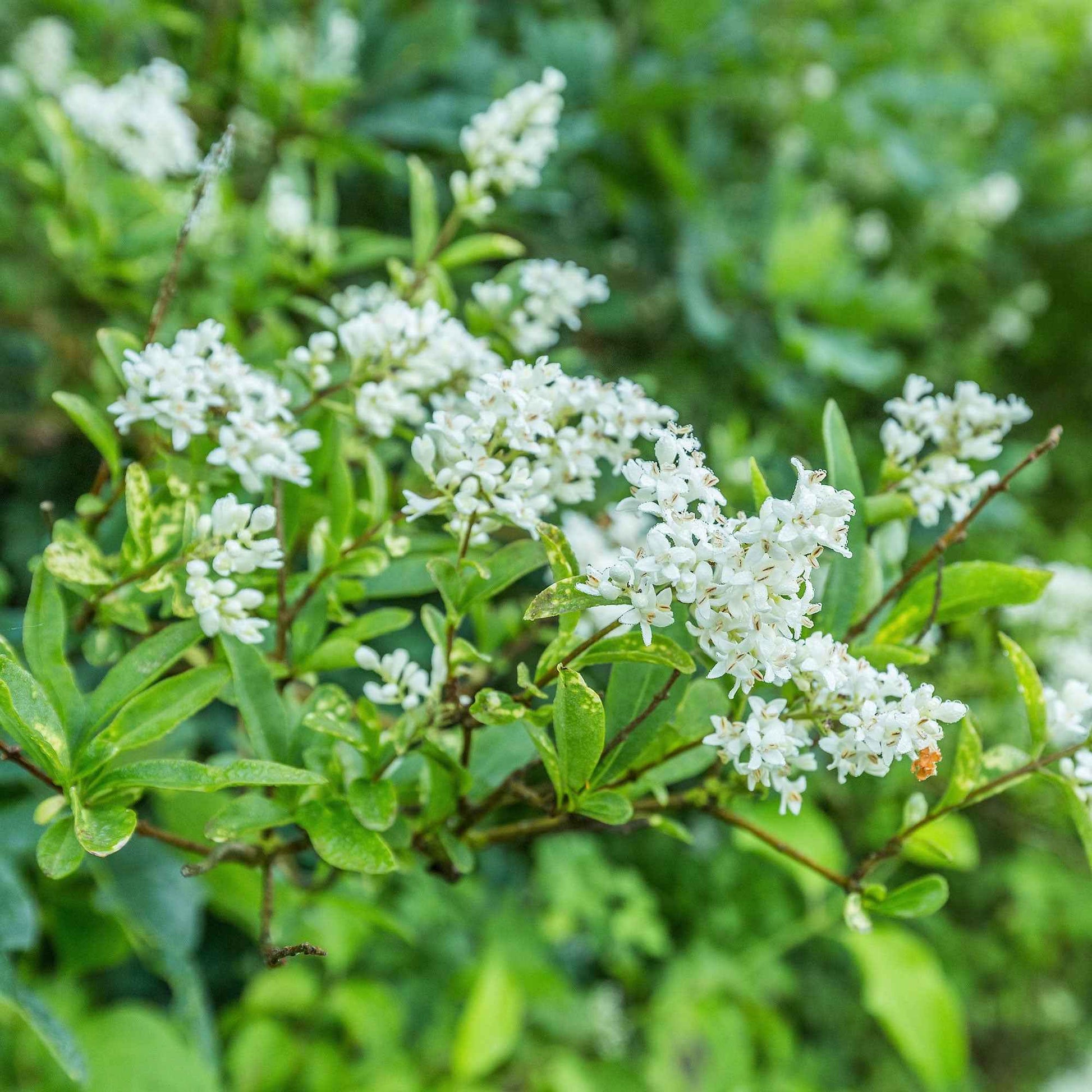 Haagliguster Ligustrum ovalifolium - Winterhard - Ligustrum ovalifolium - Bakker