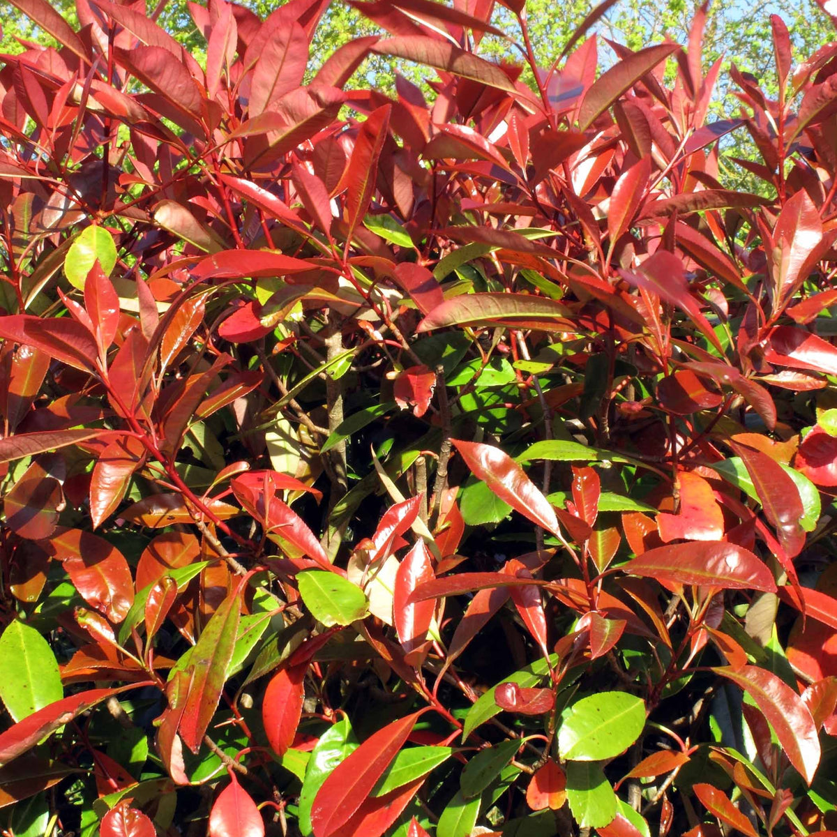 Glansmispel 'Red Robin' (x3) - Photinia fraseri Red Robin - Bakker