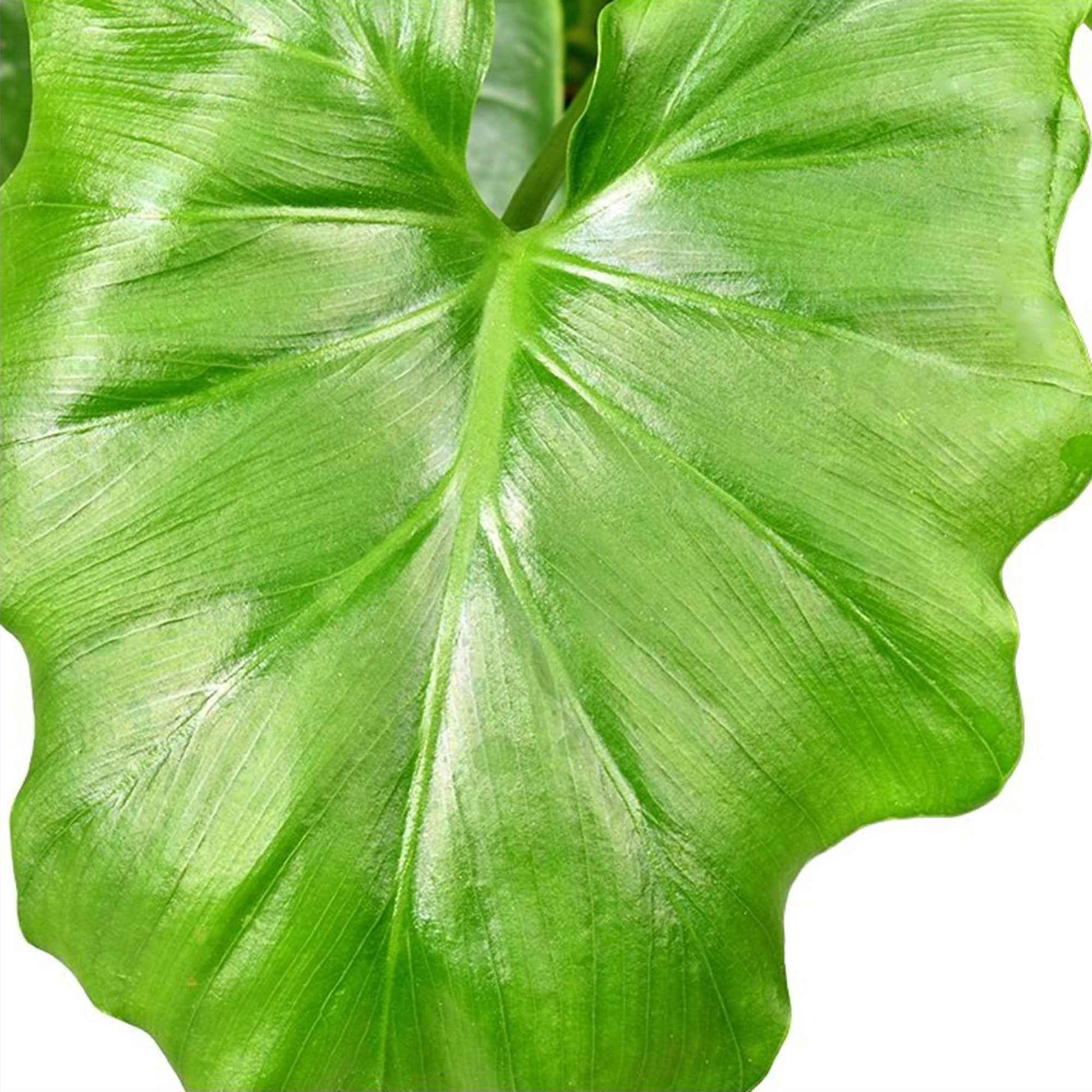 Philodendron Monstera Shangri La - Philodendron shangri la - Bakker