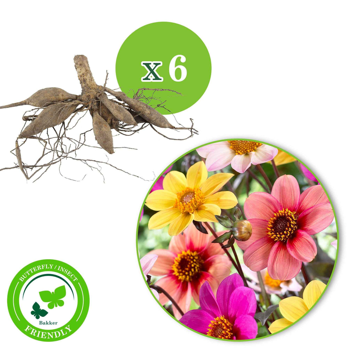 Dahlia - Mix 'Butterfly' (x6) - Dahlia 'Flame', 'Wink', 'First Love', 'Princess', 'Party', 'Romeo' - Bakker